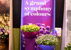 The variety blooms early and long, so faster to market. "Fills the pot quickly due to maximum growth. For example, 1 plug quickly fills a 17 cm pot due to its many branching branches". Introduced with 3 colours with a 4th in the pipeline.